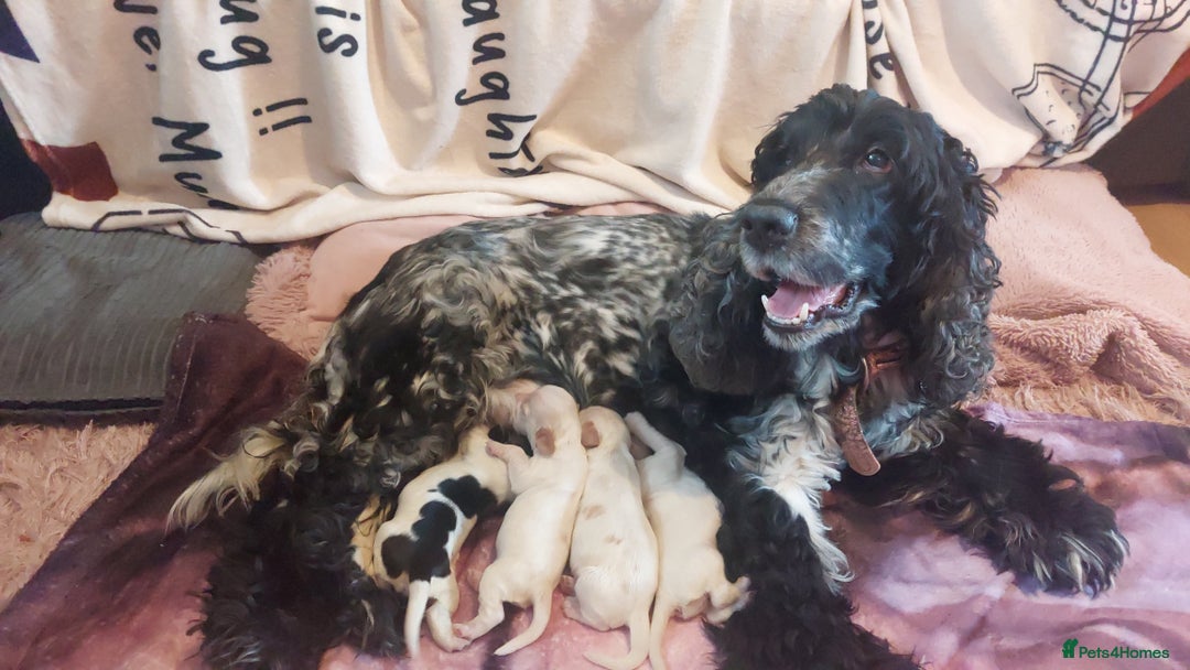 Cocker Spaniel dogs for sale: Show Type Cocker Spaniels - Image 9