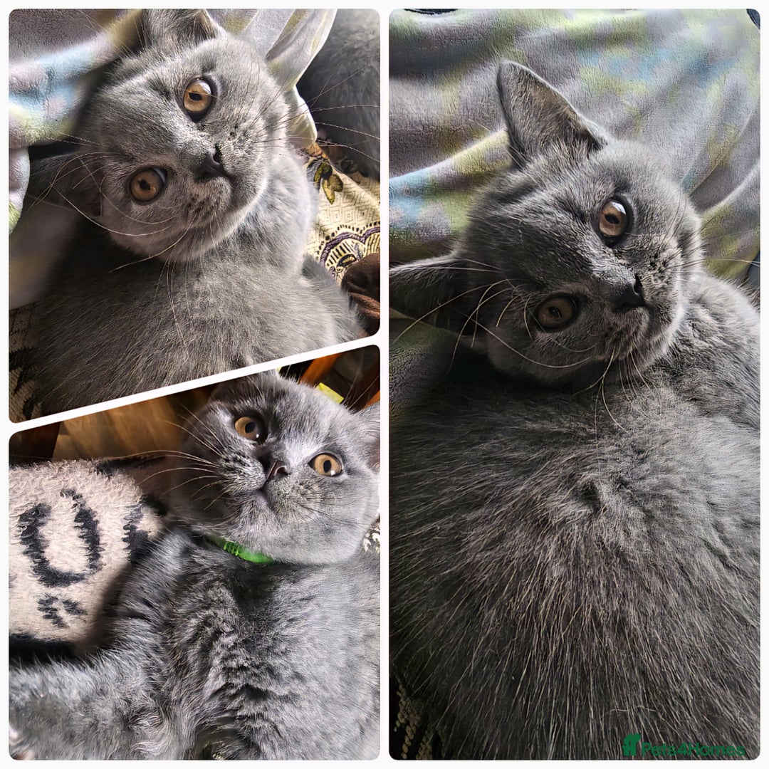 British Shorthair cats for sale: 3 FLUFFY BOY BRITISH SHORTHAIRS KITTENS READY   - Image 1