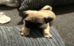Pug dogs for sale: 2 beautiful pugs looking for their forever home - Image 9
