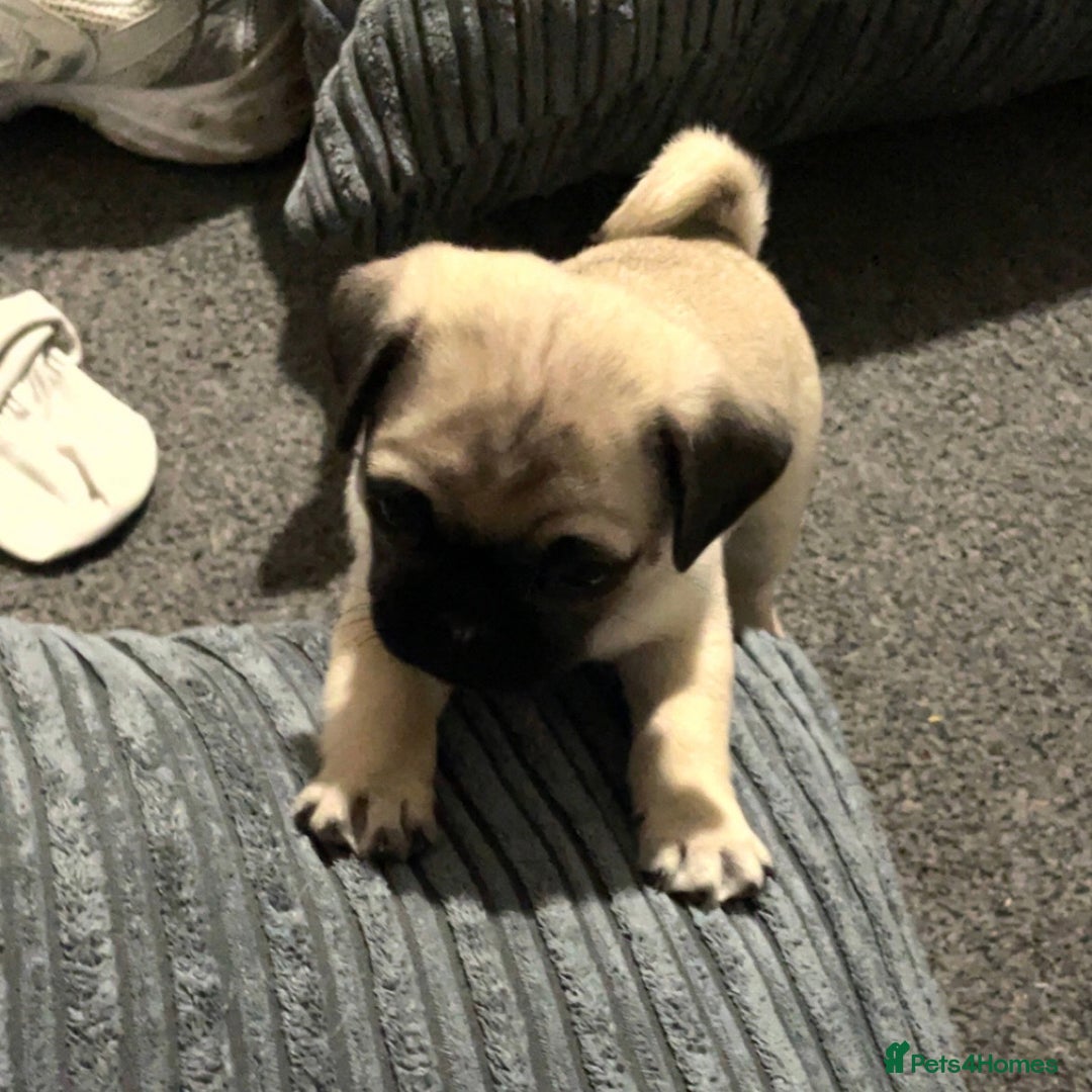 Pug dogs for sale: 2 beautiful pugs looking for their forever home - Image 9