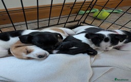 Jackapoo dogs for sale: Gorgeous Jackapoo Puppies for sale  - Image 11