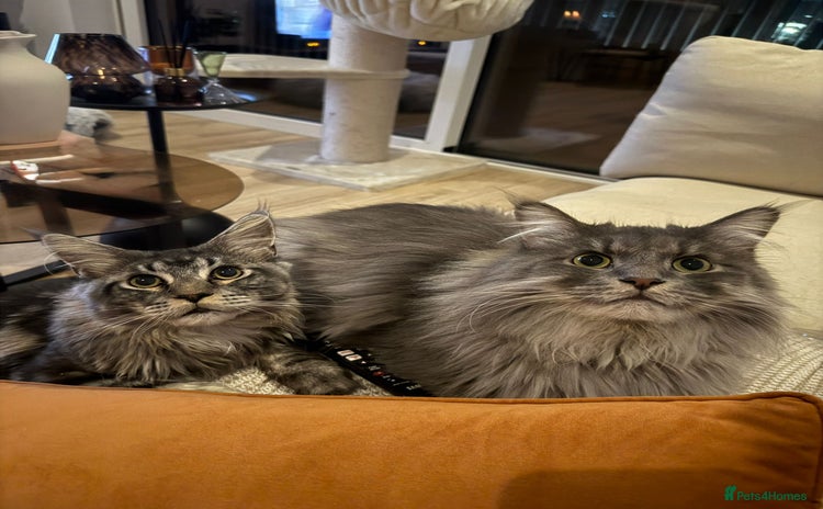 Maine Coon cats - Advert 5