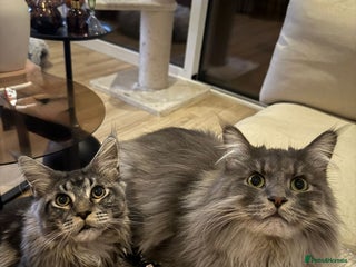 Maine Coon cats - Advert 22