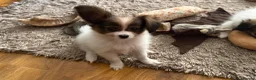 Papillon dogs for sale: KC Registered Male Papillon puppy for sale in Braintree - Advert 16