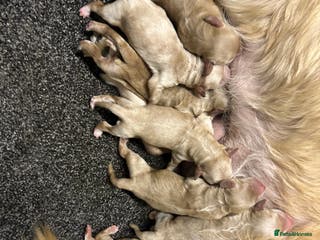 Goldendoodle dogs F1 golden doodle - Advert 1