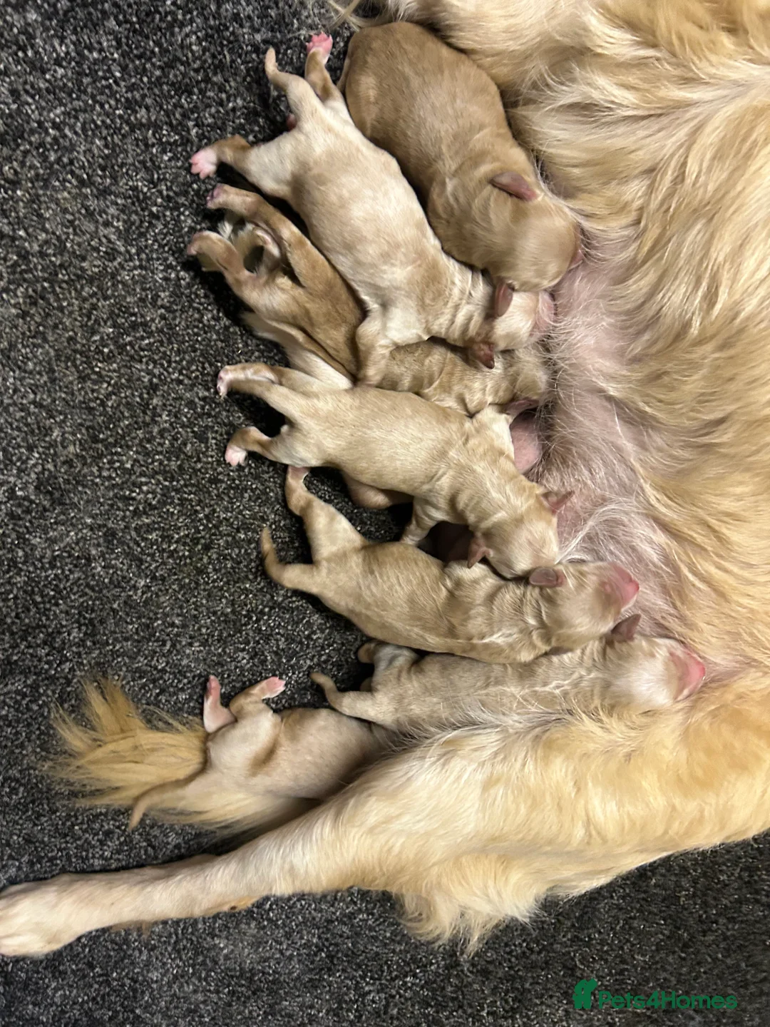 Goldendoodle dogs for sale: F1 golden doodle 5 left viewings now available. - Advert 9