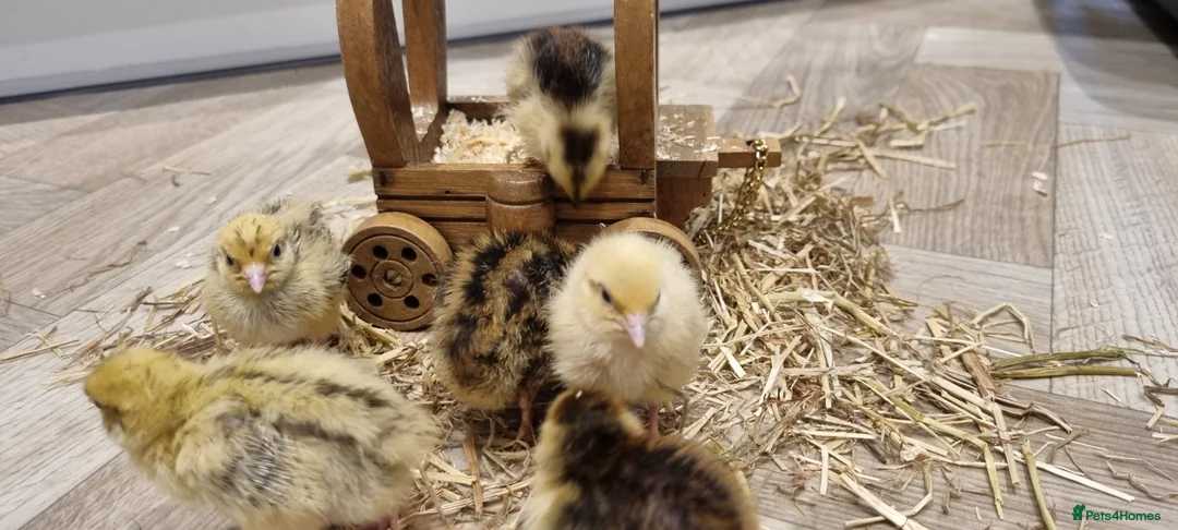 Quail poultry for sale: Coturnix quail chics and hatching eggs  - Advert 1