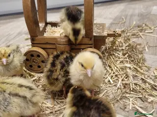 Quail poultry Coturnix quail chics and hatching eggs - Advert 1