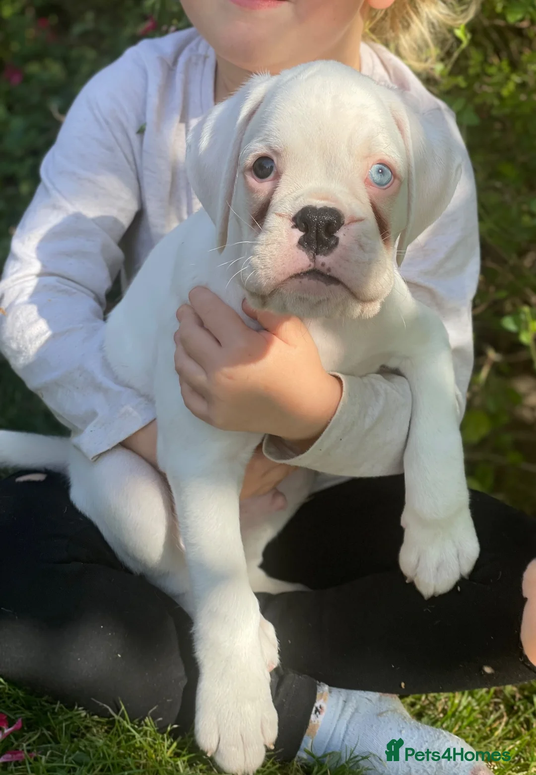 Boxer dogs for sale: 1 gorgeous pedigree white boxer male  - Advert 2