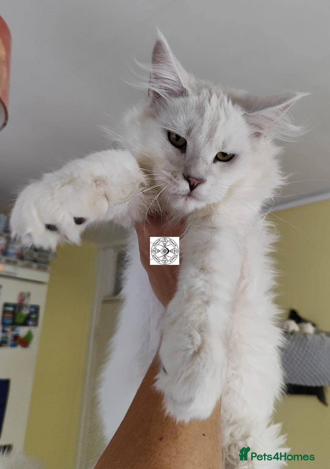 Maine Coon cats for sale: XXL rare colour chinchilla boy ❤️ - Advert 1