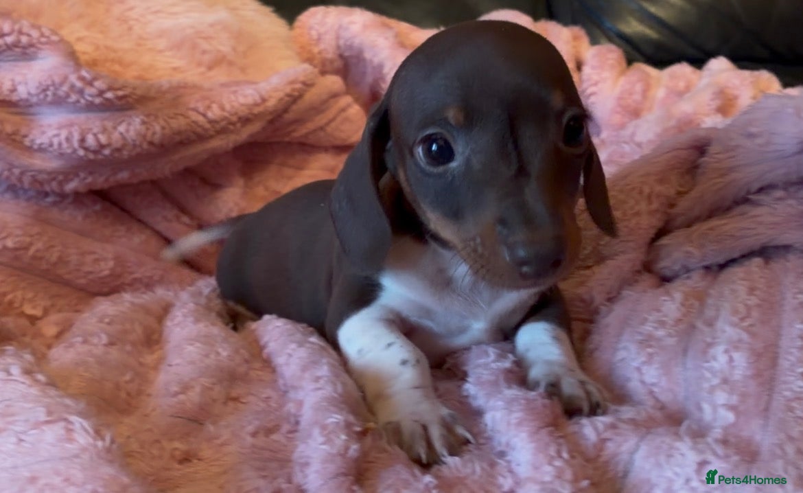 Miniature Dachshund dogs Beautiful miniature dachshund puppies  - Advert 1