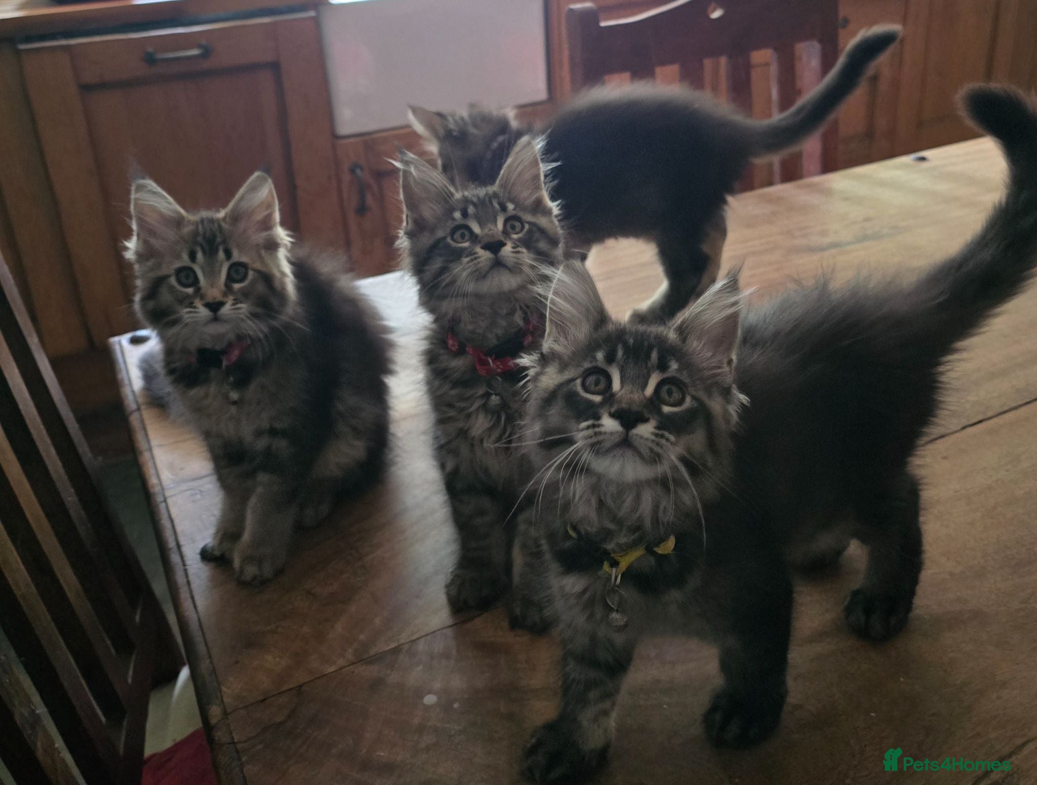 Maine Coon cats Big Strong Maine Coon Kittens - Advert 4
