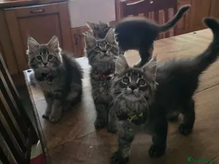 Maine Coon cats Big Strong Maine Coon Kittens - Advert 4