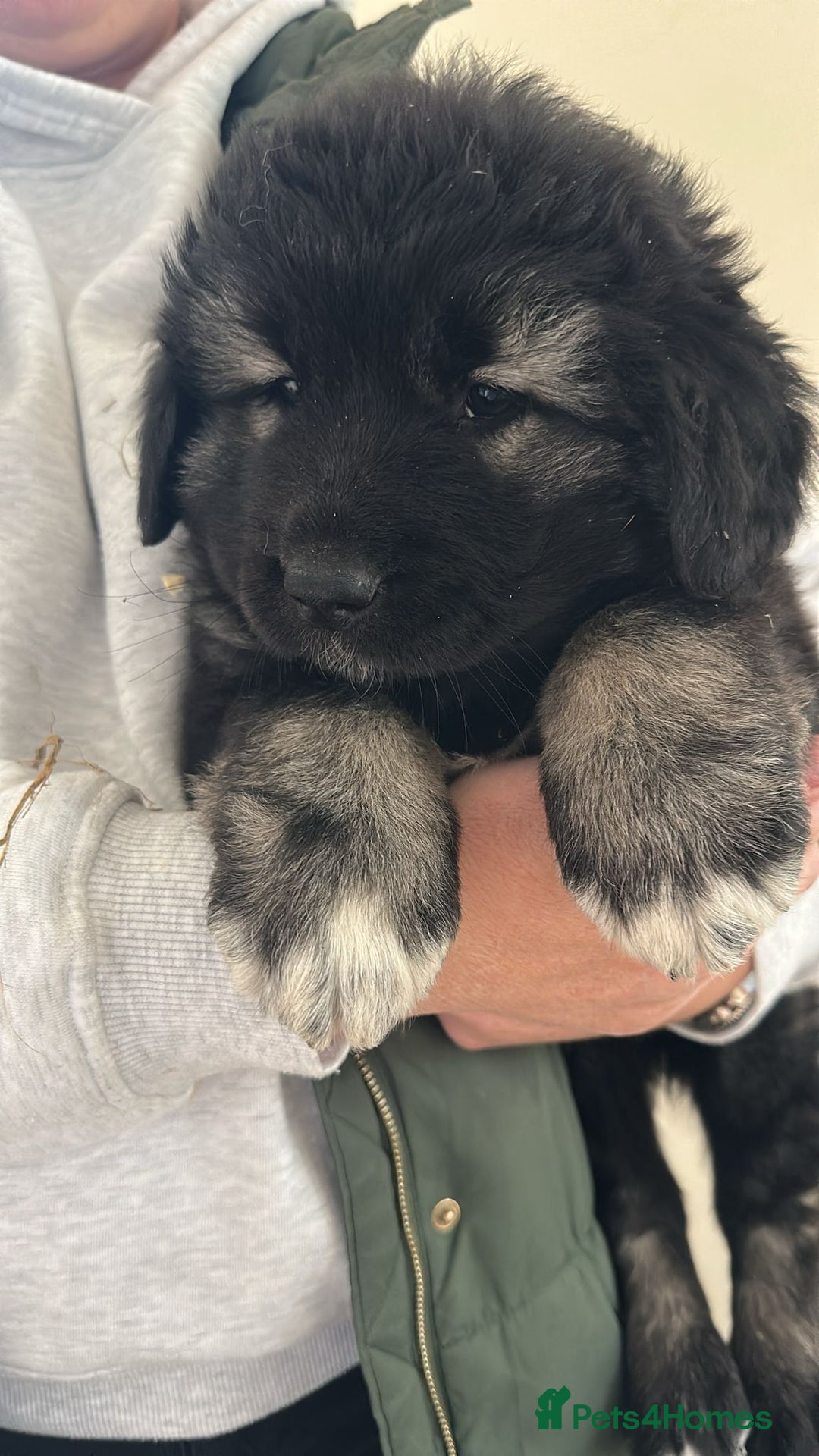 Caucasian Shepherd Dog dogs for sale:  ⭐️Caucasian shepherds⭐️puppies #bears big boned   - Image 15