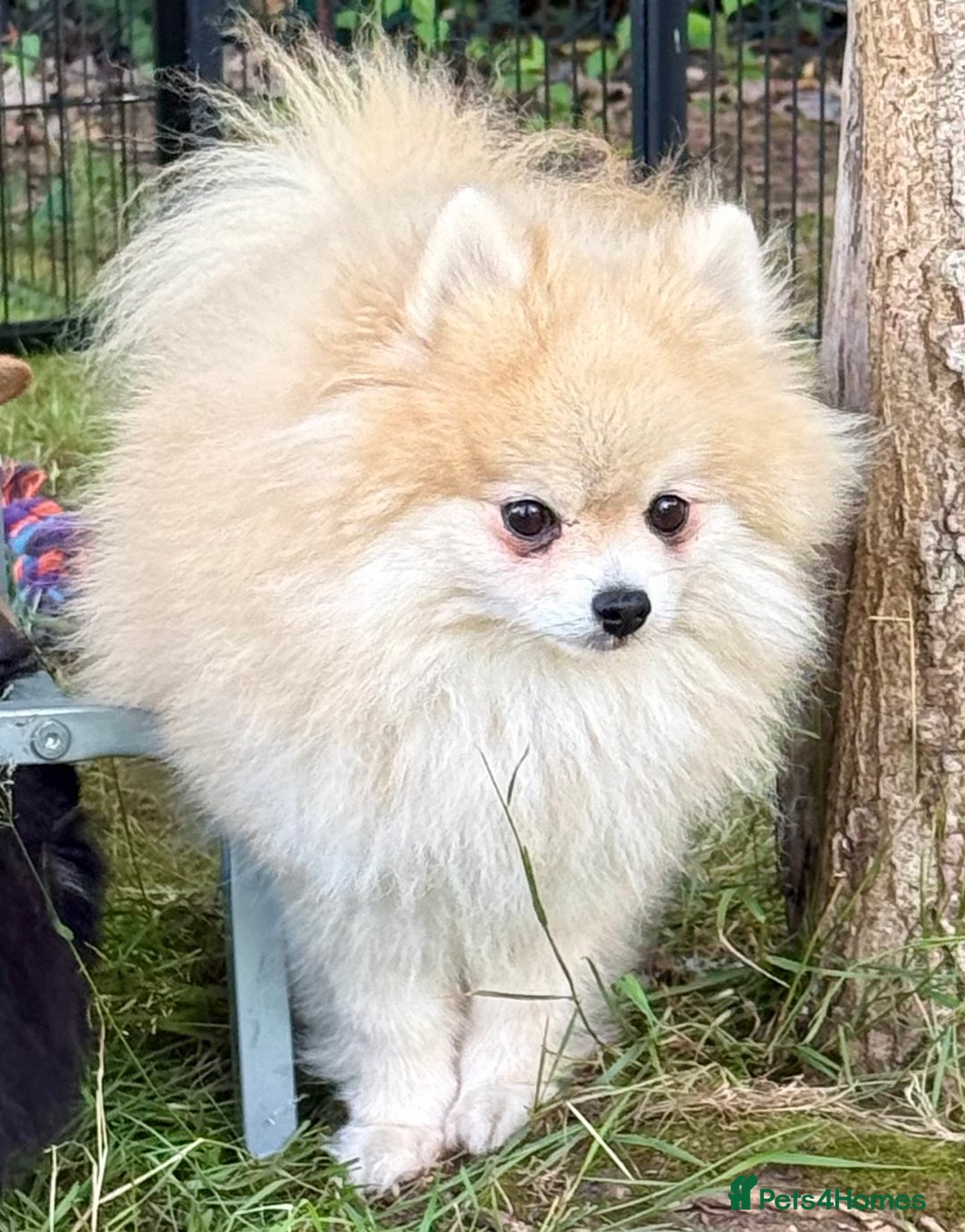 Pomeranian dogs for adoption: Mia – Just a Little Body, Carrying So Much Pain - Image 5