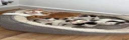 British Shorthair cats for sale: 4 BLACK AND WHITE BOYS READY NOW🖤🤍 - Advert 8