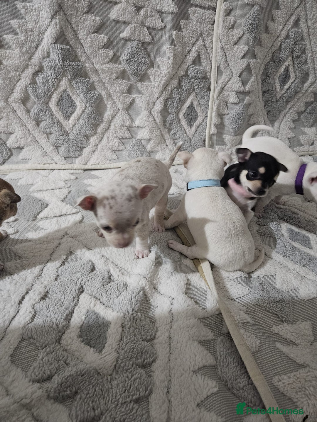 Chihuahua dogs for sale: Chihuahua puppies for sale - Advert 7