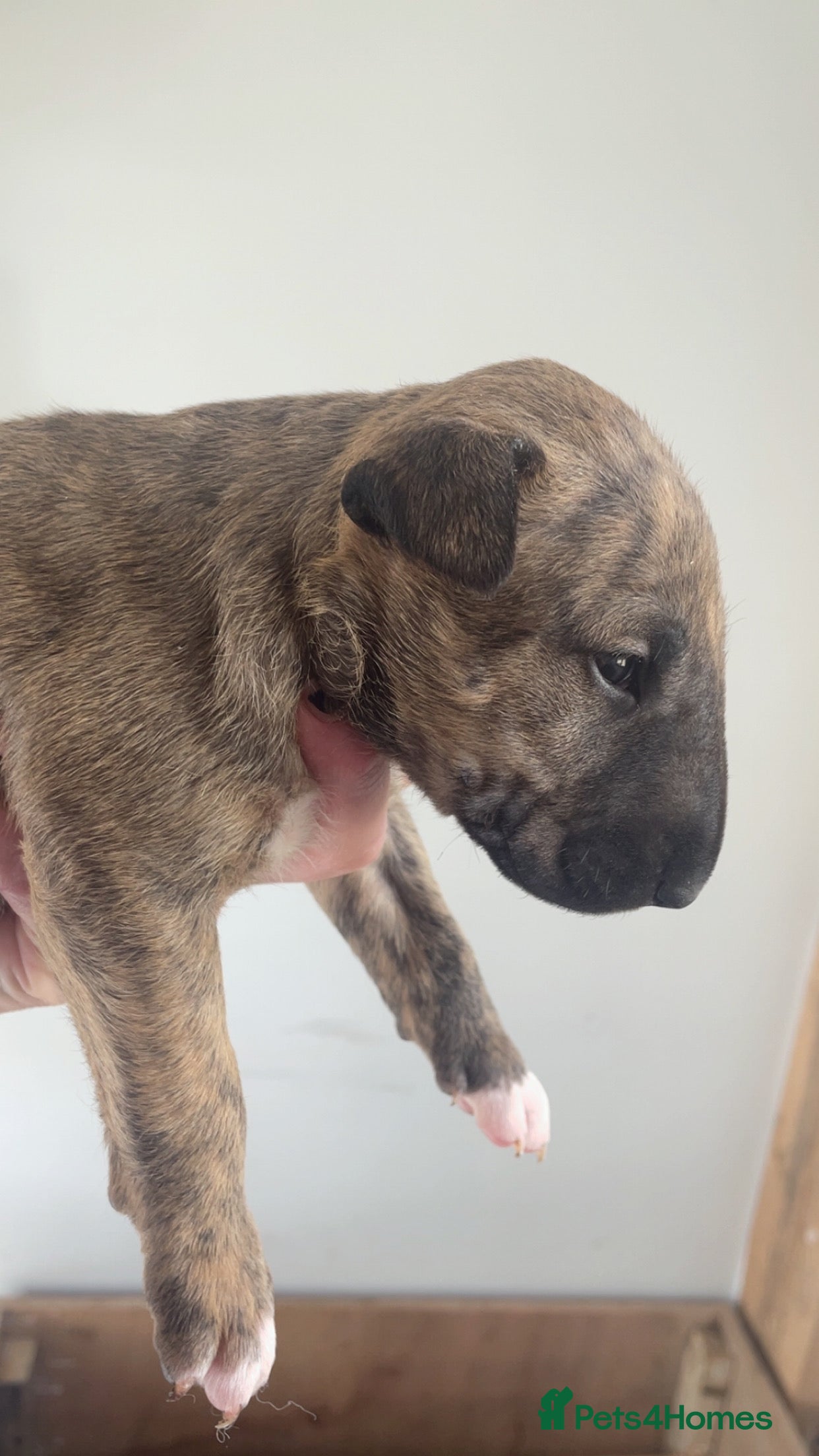 English Bull Terrier dogs for sale: *One Left* KC Reg English Bull Terrier Pups  - Advert 27
