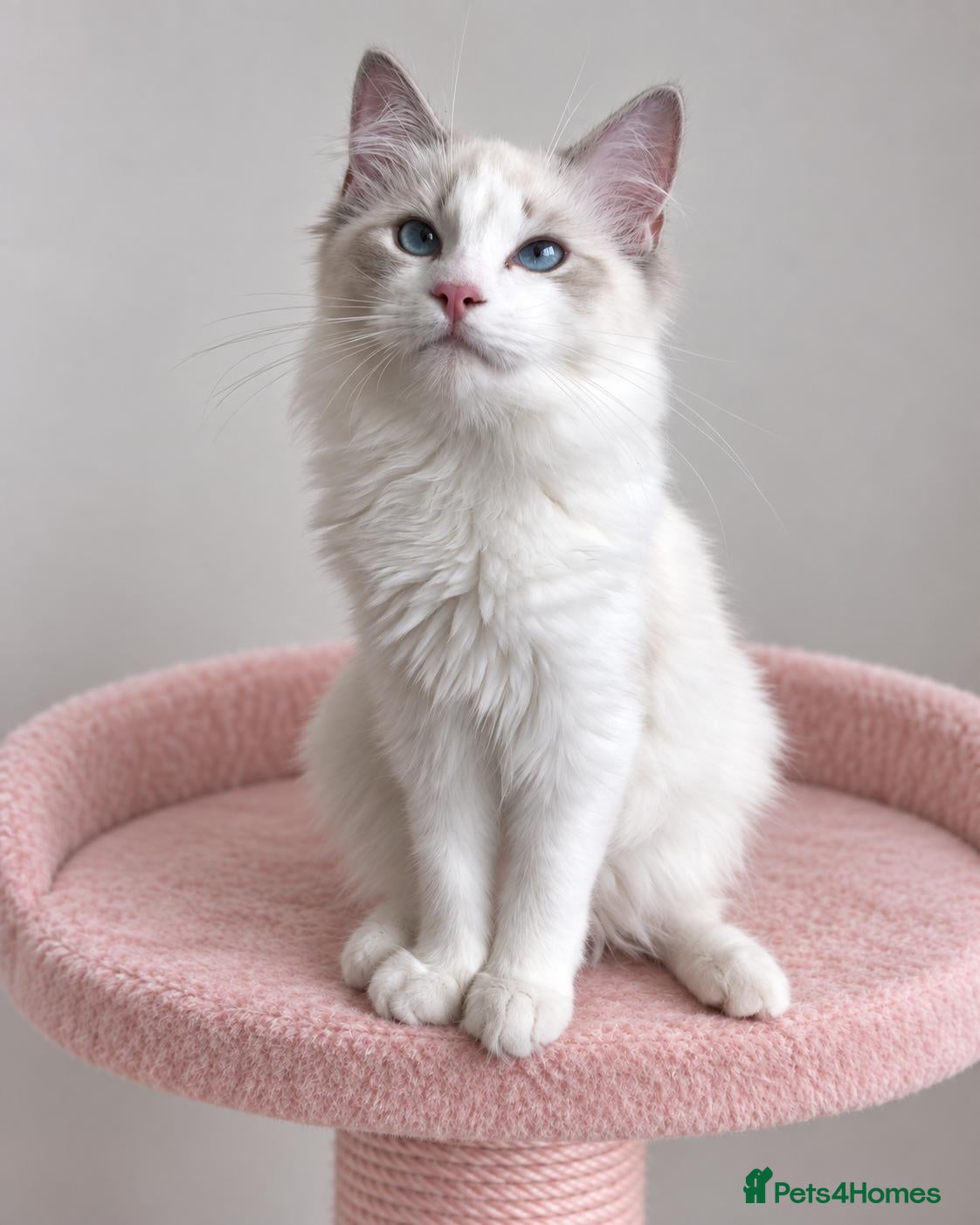 Ragdoll cats for sale: 🐾 Beautiful Ragdoll Kittens for Sale 🐾 - Advert 1