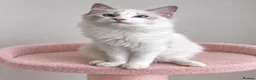 Ragdoll cats for sale: 🐾 Beautiful Ragdoll Kittens for Sale 🐾 - Advert 29