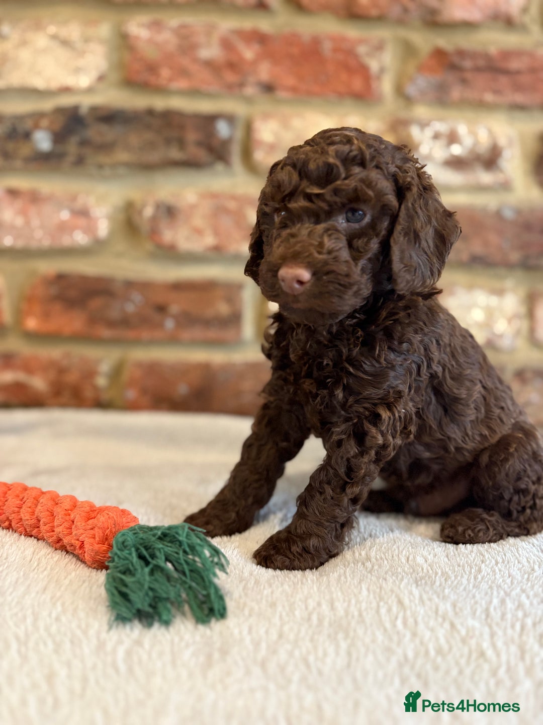 Cockapoo dogs for sale: F1b cockapoo puppies - Advert 31
