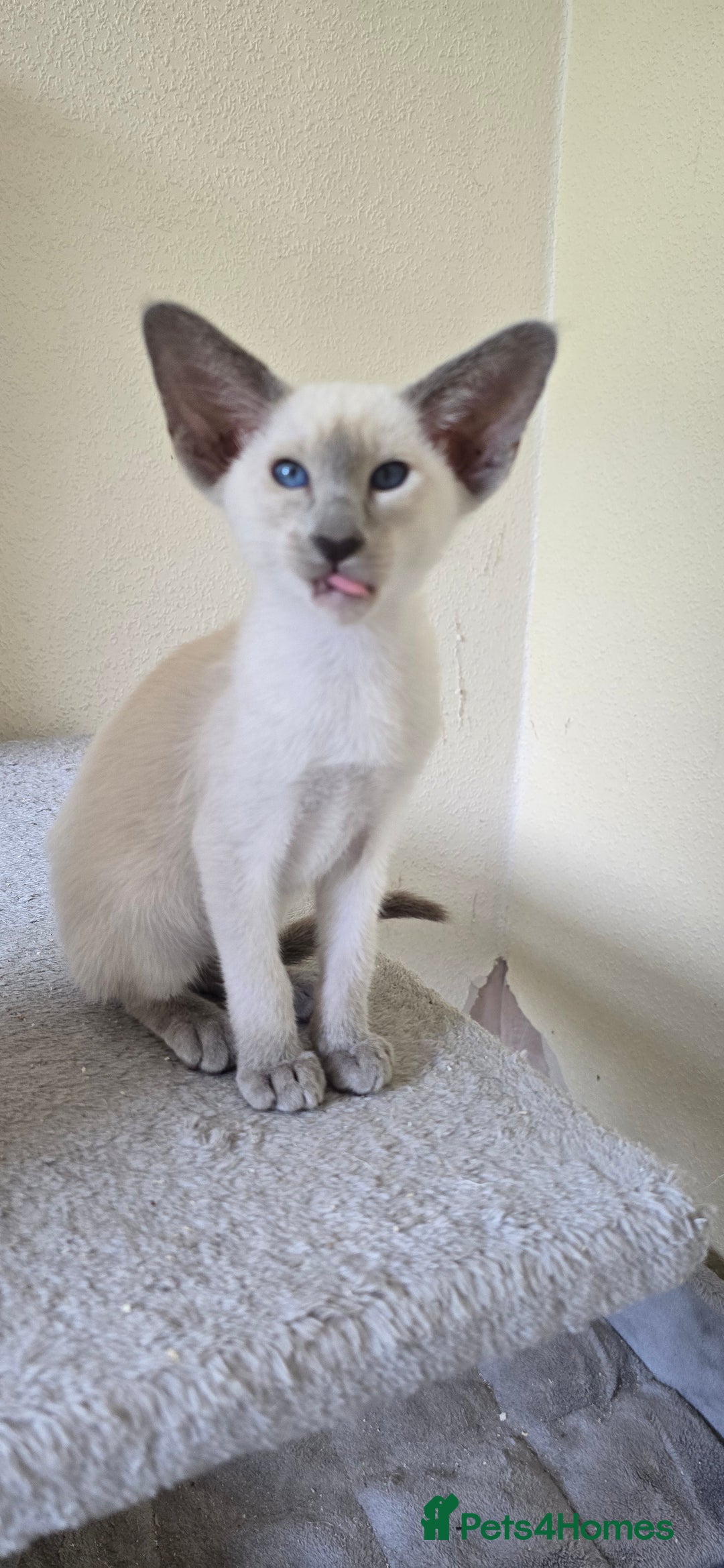 Oriental cats for sale: Oriental kittens  - Image 9