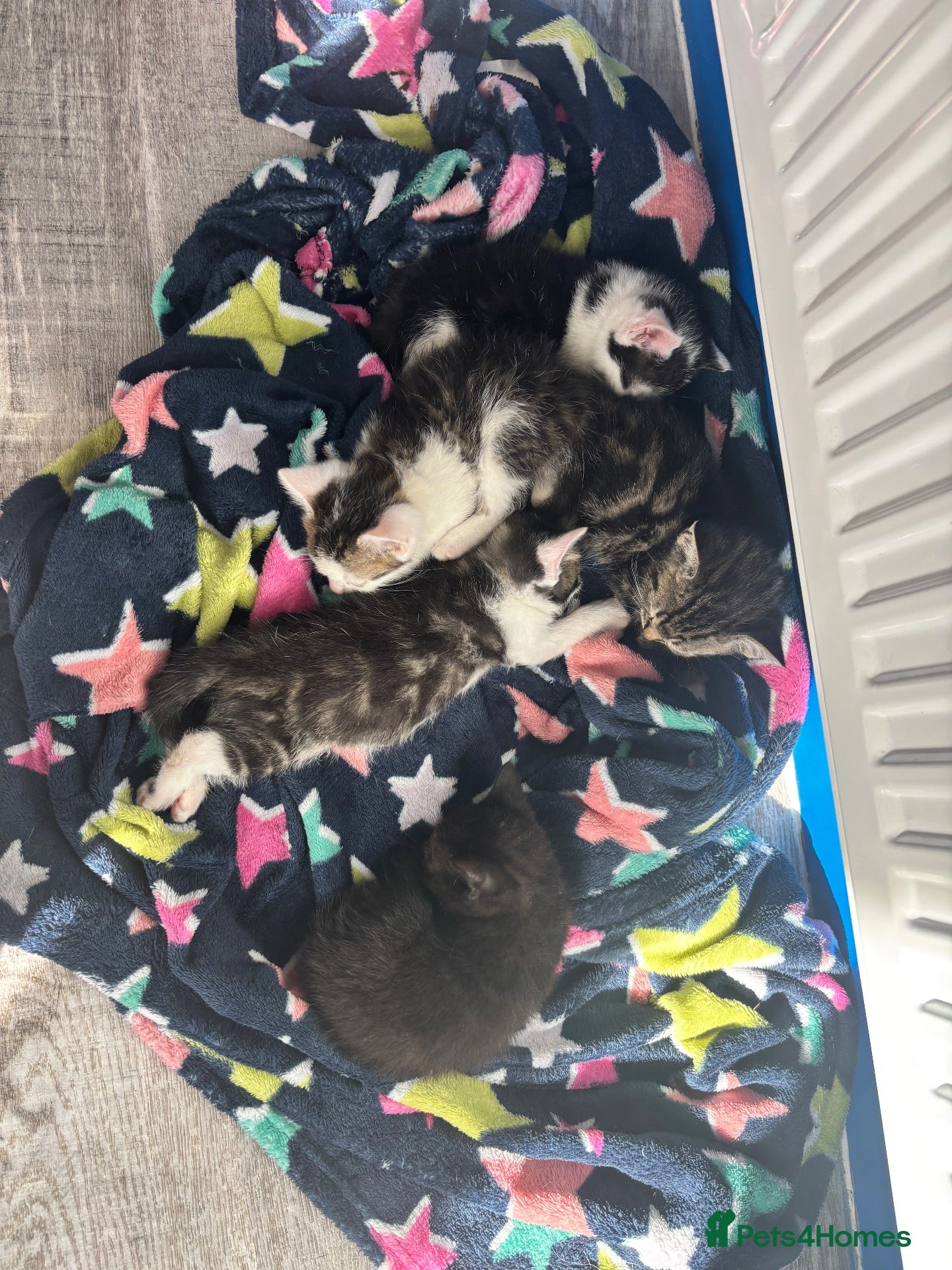 Domestic Shorthair cats KITTENS LOOKING FOR NEW HOME - Advert 22