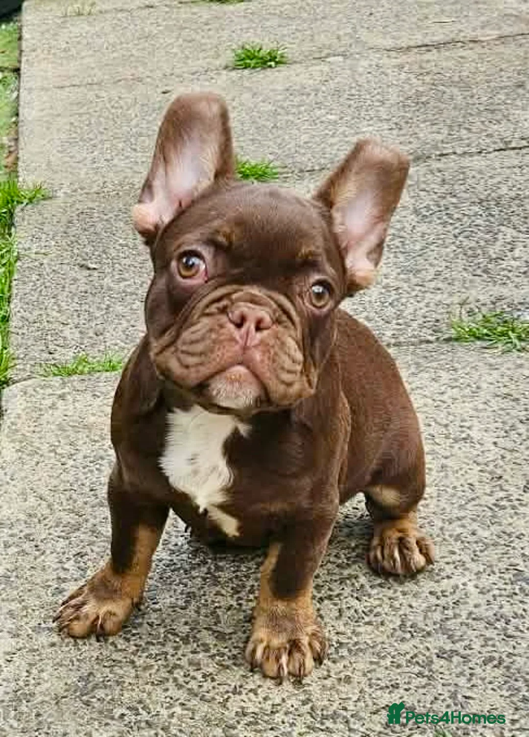 French Bulldog dogs for sale: 4 rojo male frenchie puppys - Advert 2