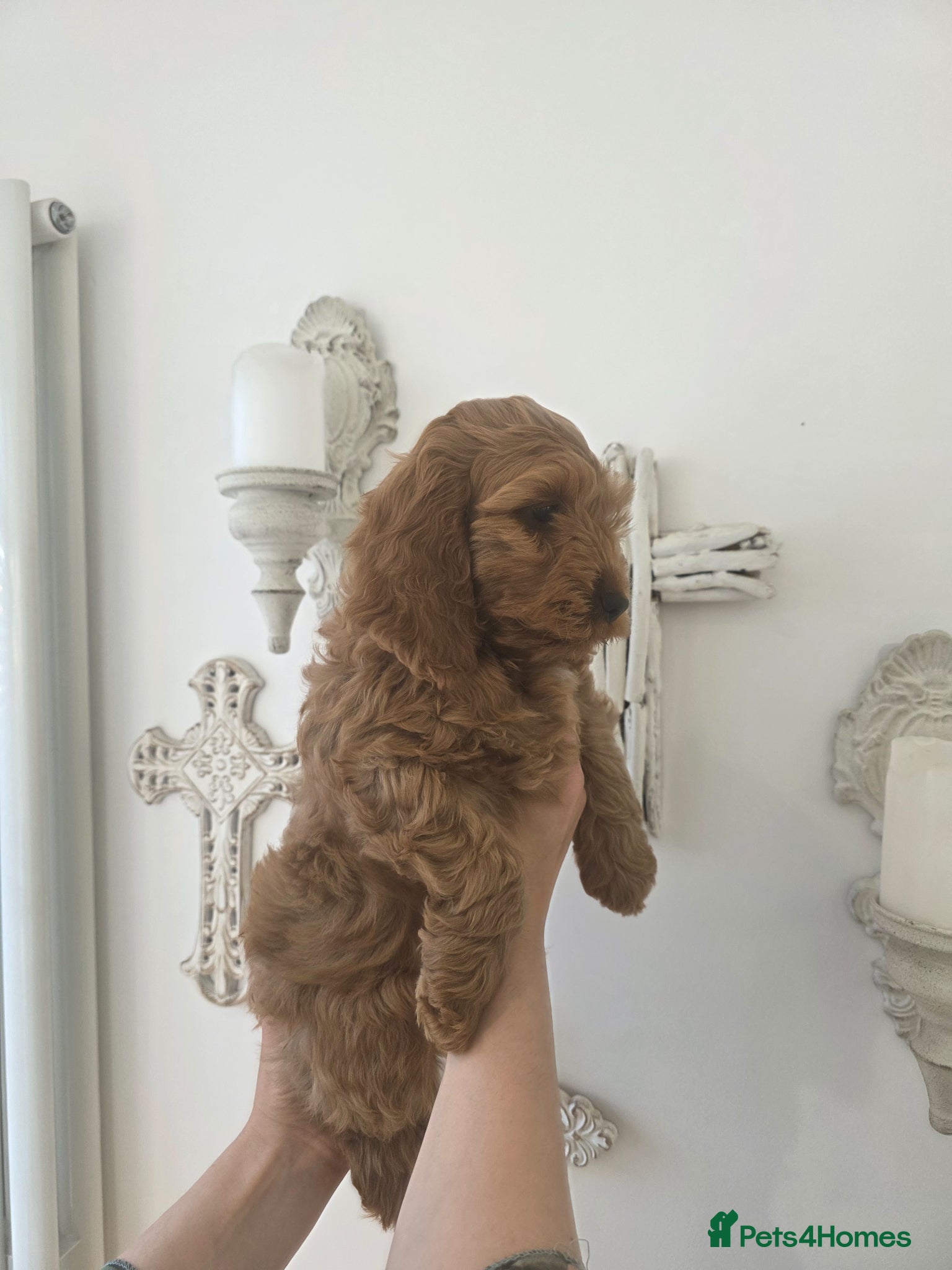 Cockapoo dogs Ready now Stunning f1 fox red cockapoos  - Advert 2