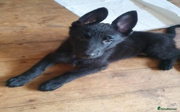 German Shepherd dogs for sale: 10 German Shepherd puppies for sale - Image 14