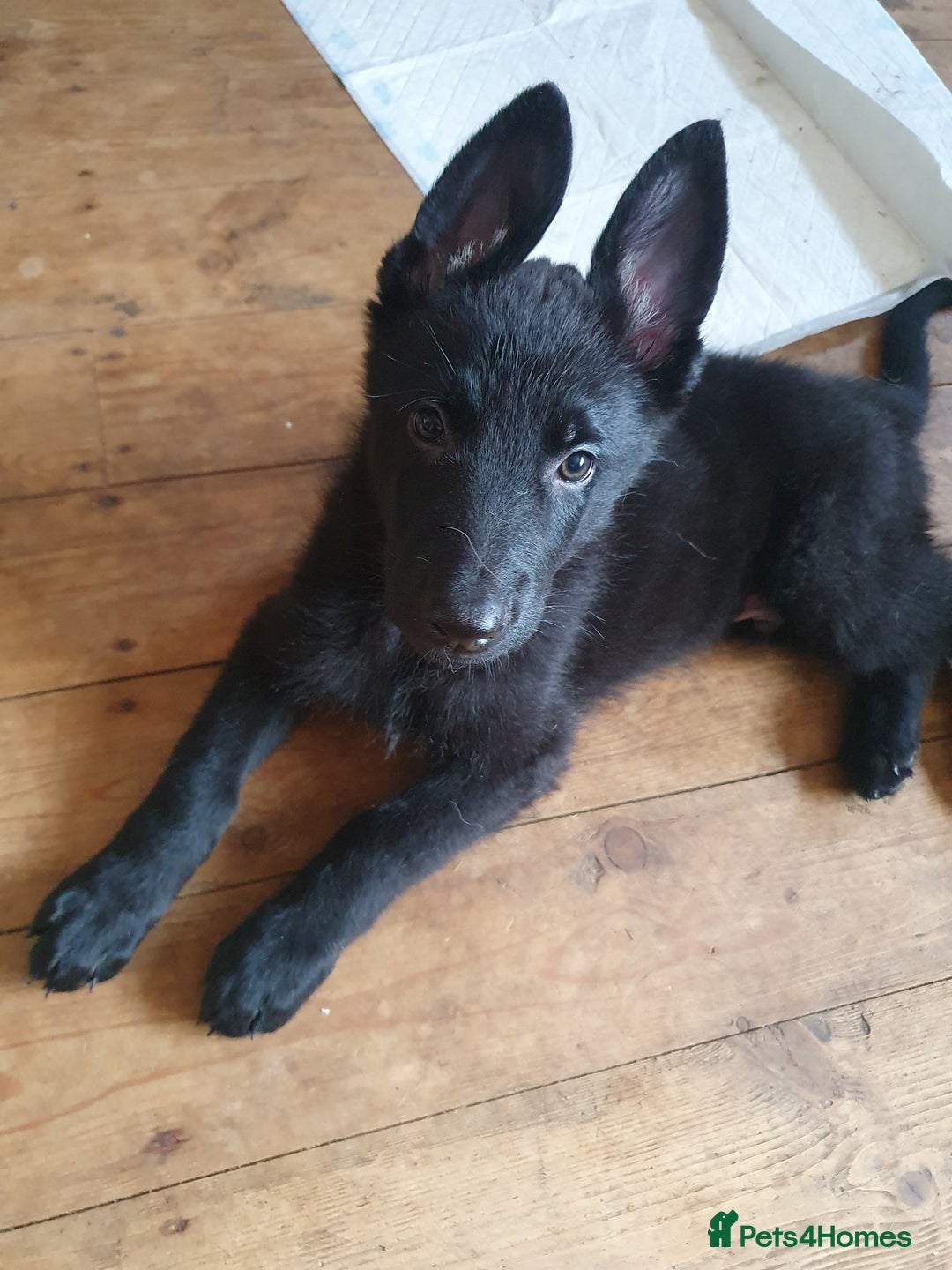 German Shepherd dogs for sale: 10 German Shepherd puppies for sale - Image 14