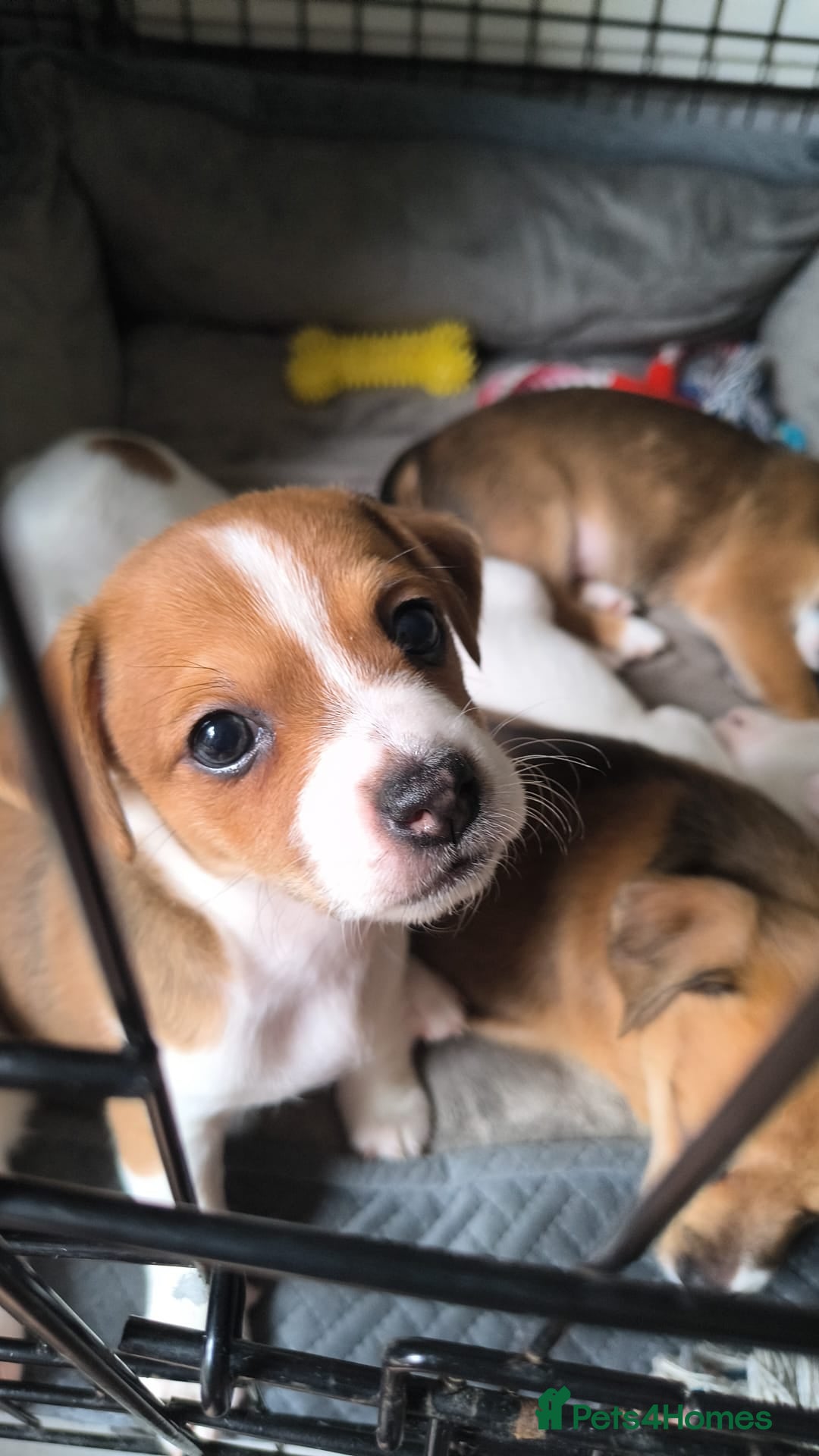 Jack Russell dogs for sale: Puppy  - Advert 4