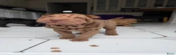 Shar Pei dogs for sale: LOVELY SHARPEI Price Negotiable - Advert 5