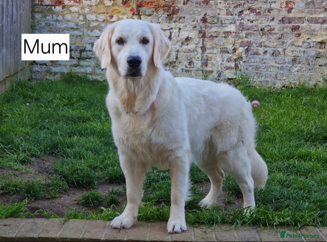 Goldendoodle dogs for sale: Goldendoodle retriever  - Image 28