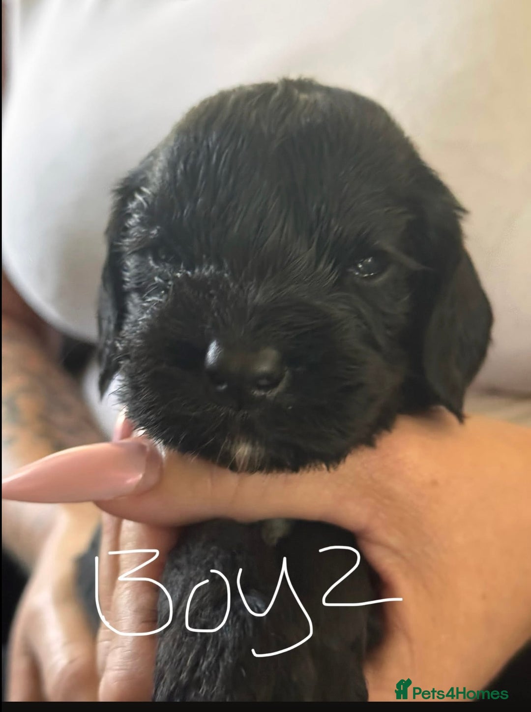 Cockapoo dogs for sale: 7 Cockapoo puppies  - Image 6