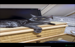 Maine Coon cats for sale: Maine coon  - Image 7