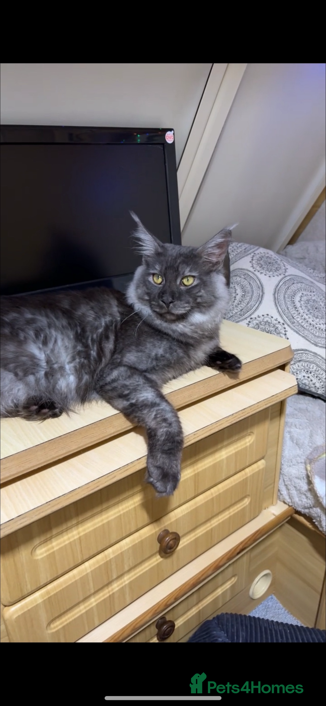 Maine Coon cats for sale: Maine coon  - Image 7