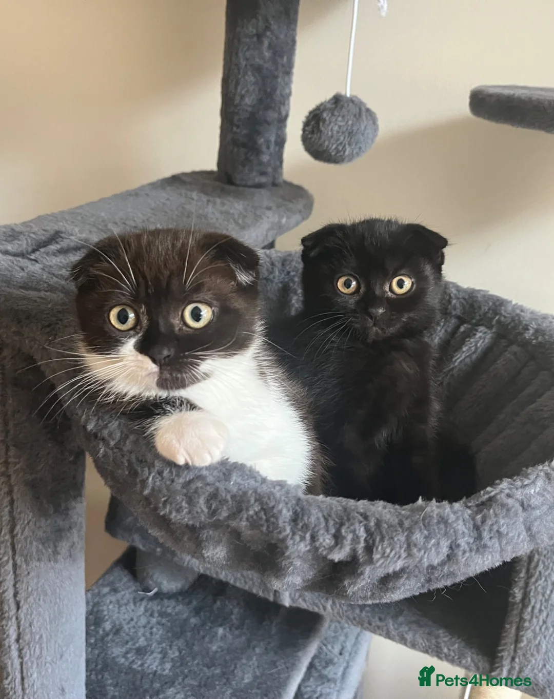 Mixed Breed cats for sale: 2 beautiful Kittens Looking for Loving Homes - Advert 8