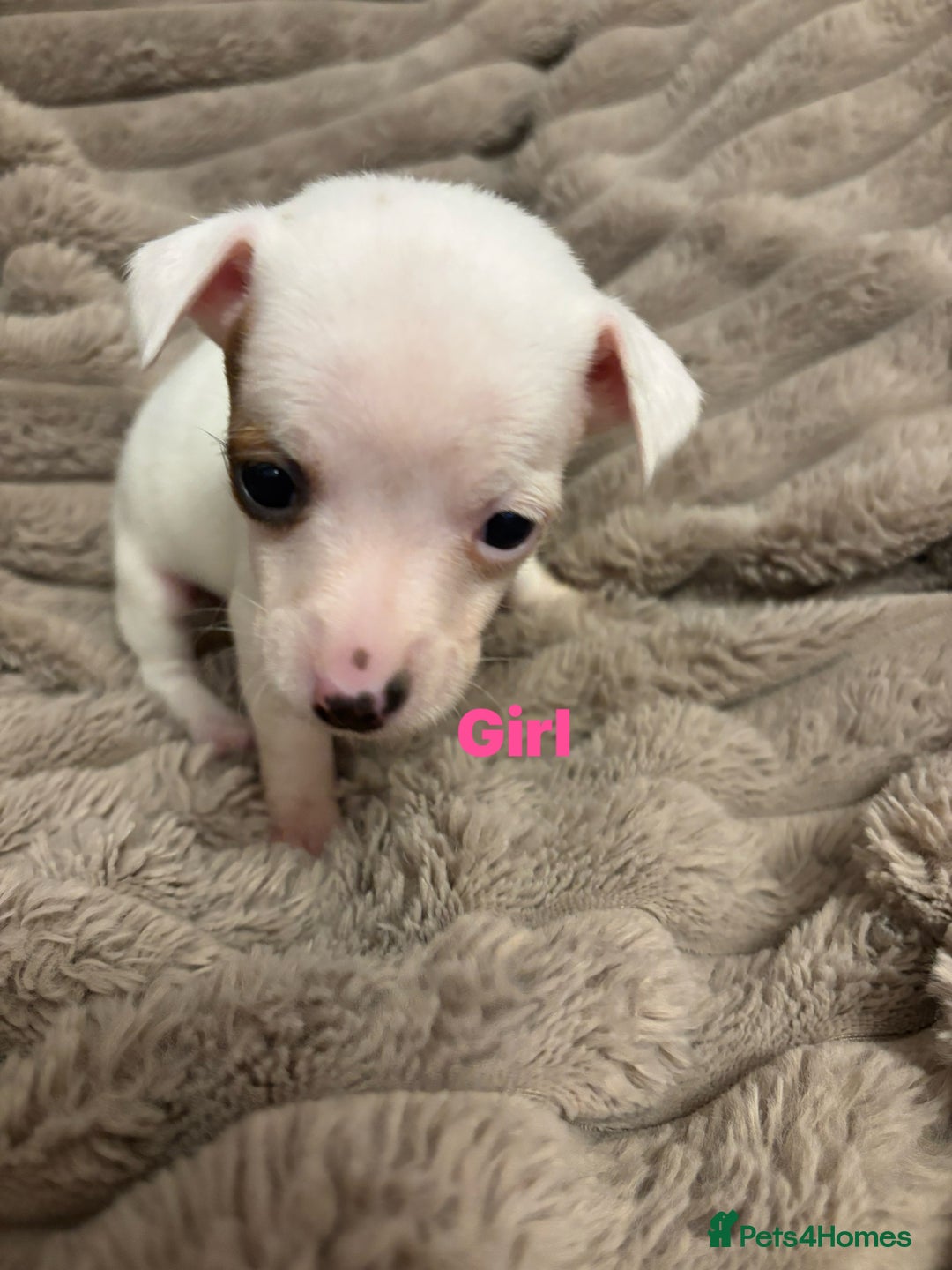 Jack Russell dogs for sale: Beautiful tiny  Russell pups - Advert 6