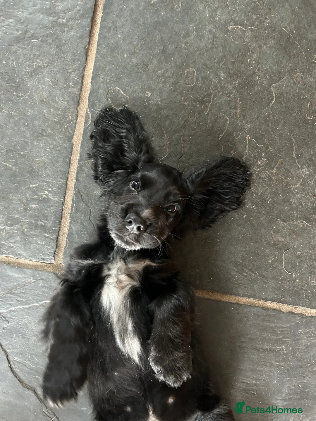Cocker Spaniel dogs for sale: 1 boy left Show cocker spaniels - Advert 2