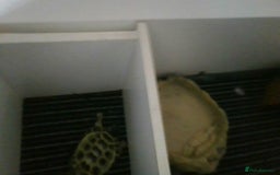 Tortoise reptiles for sale: Horsefield Tortoise - Image 7