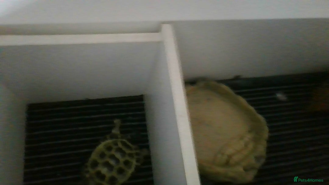 Tortoise reptiles for sale: Horsefield Tortoise - Image 7