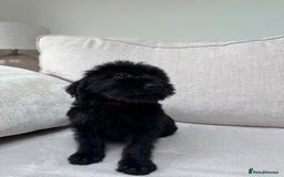 Mixed Breed dogs for sale: 🐾 🧸 *Ready Saturday* Beautiful Doodles 💕🐾 - Image 9