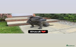 Staffordshire Bull Terrier dogs for sale: Beautiful puppies staffordshire bull terier 🥰 - Image 3