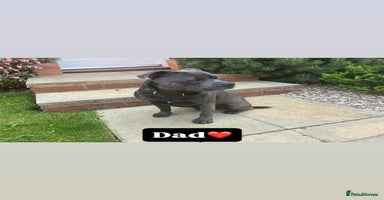 Staffordshire Bull Terrier dogs - Advert 6