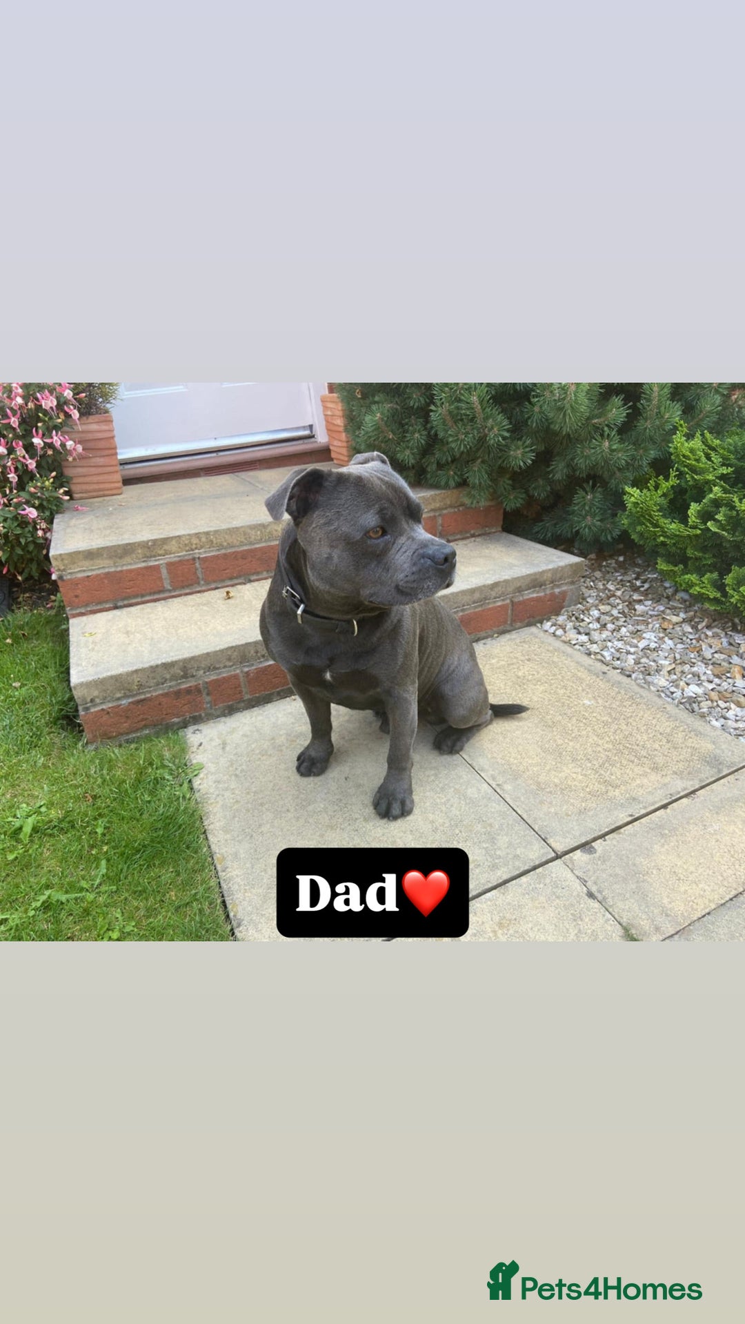 Staffordshire Bull Terrier dogs for sale: Beautiful puppies staffordshire bull terier 🥰 - Image 3
