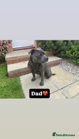 Staffordshire Bull Terrier dogs - Advert 2
