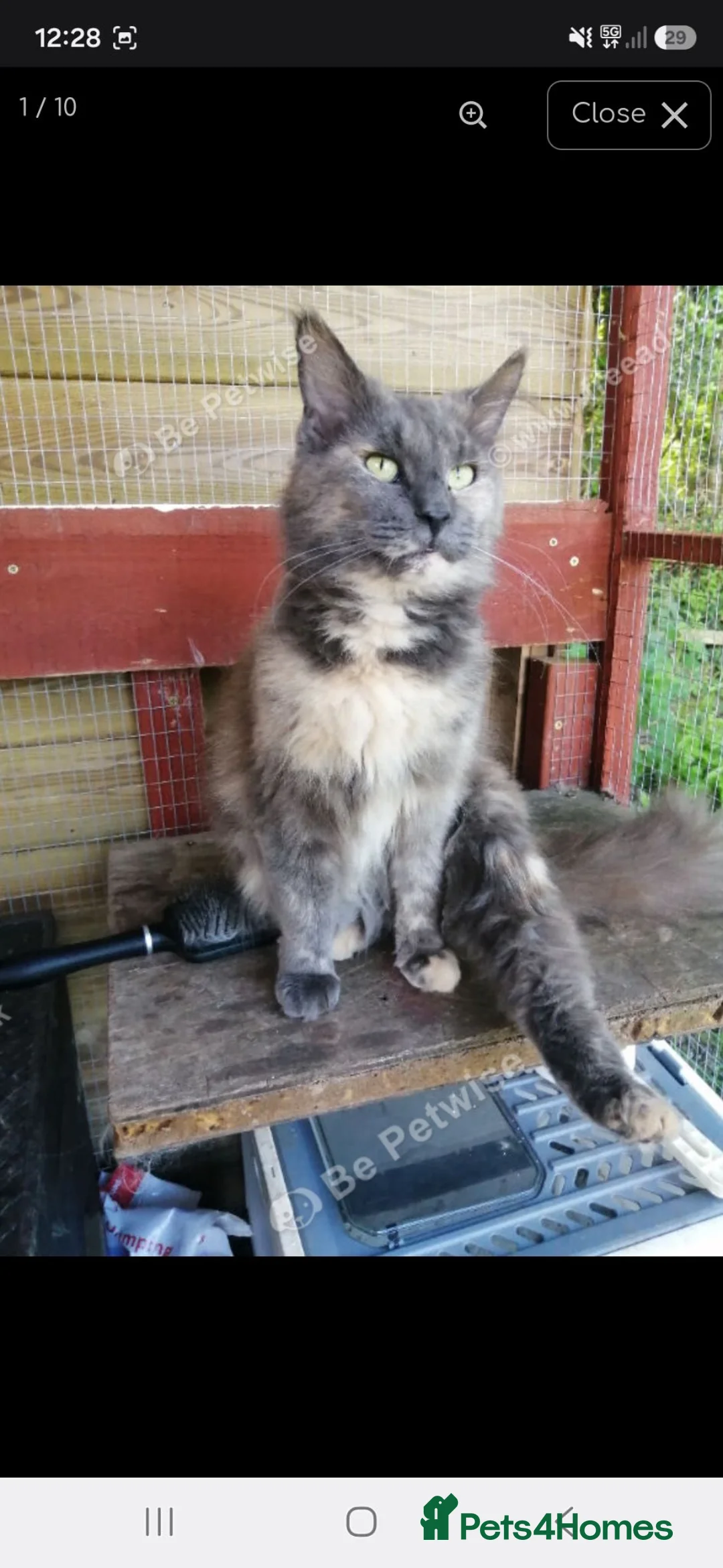 Maine Coon cats for sale: Female maincoon 4yrs old - Advert 1