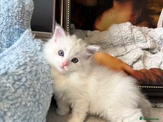 Ragdoll cats Ragdoll Kitten Female - Advert 3