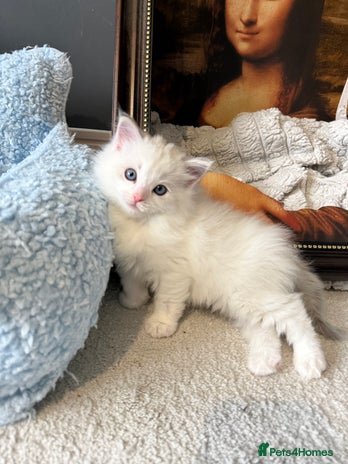 Ragdoll cats - Advert 3